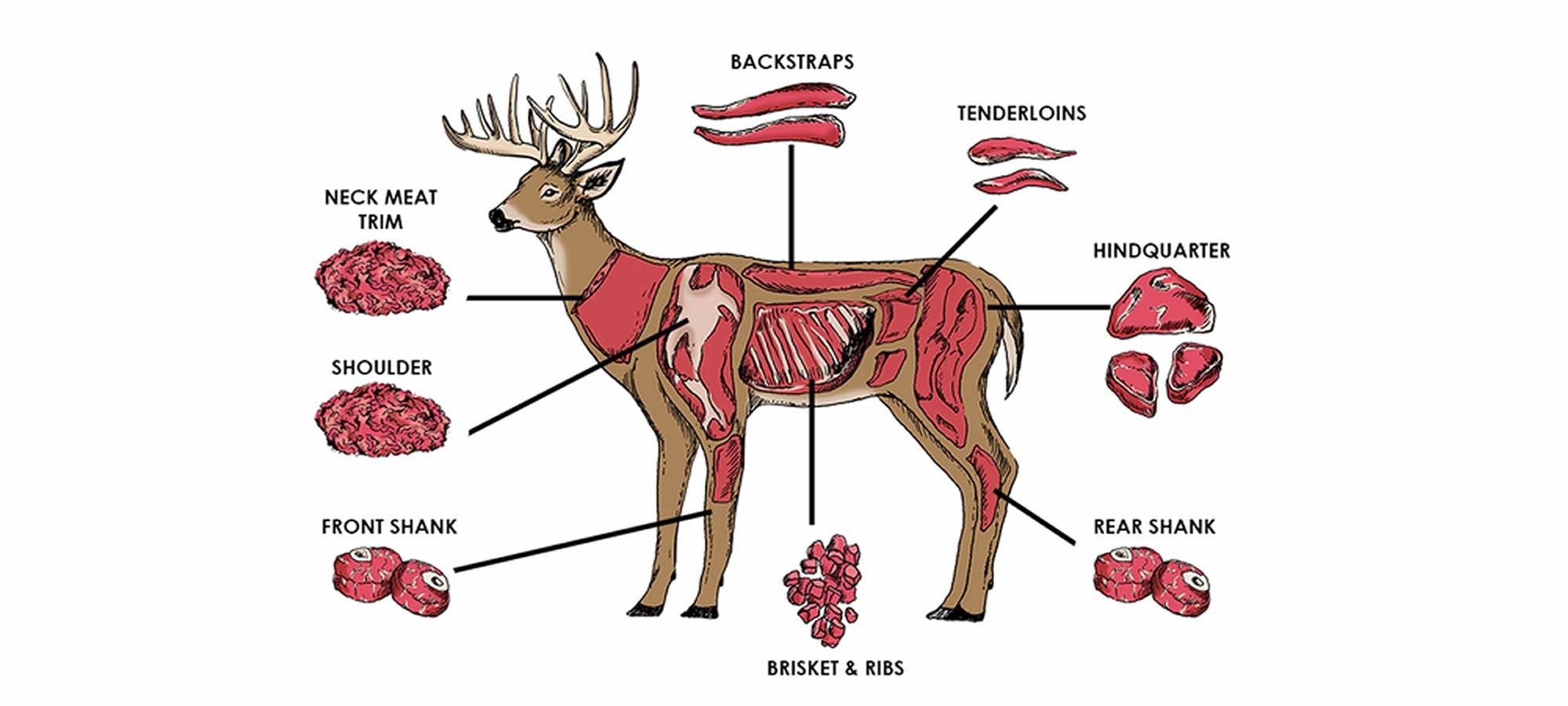 HOW TO CLEAN A DEER Hafaspot