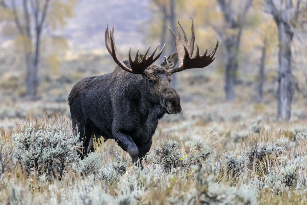 Moose Hunting in Alaska - Hafaspot