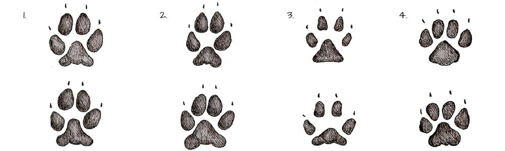 Animal Tracks Identification Guide - Hafaspot