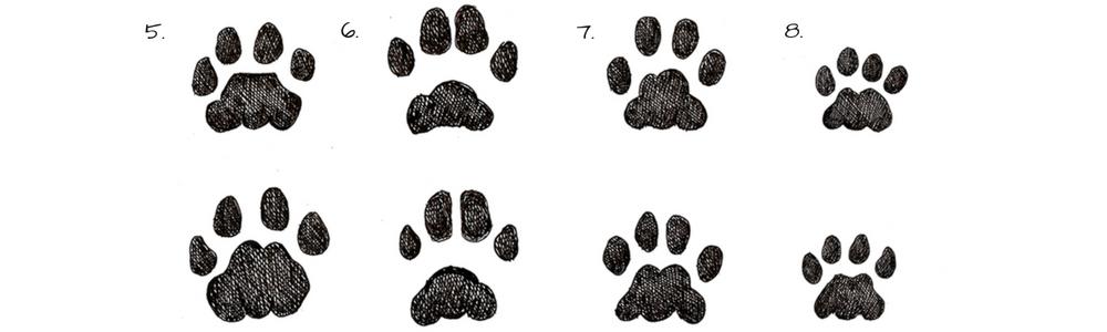 Animal Tracks Identification Guide Hafaspot