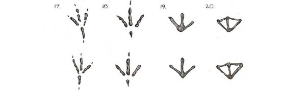 Animal Tracks Identification Guide - Hafaspot