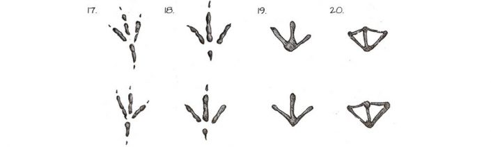 Animal Tracks Identification Guide - Hafaspot