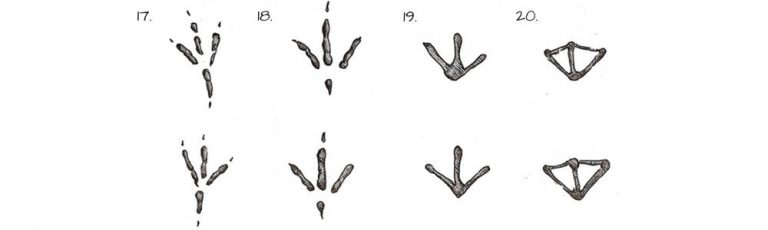 Animal Tracks Identification Guide - Hafaspot