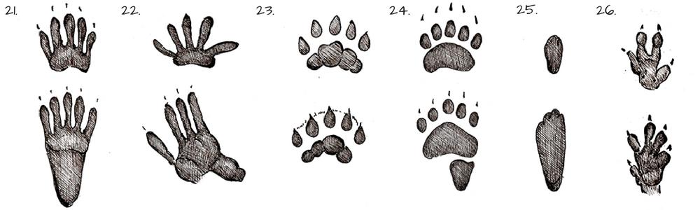 Animal Tracks Identification Guide - Hafaspot