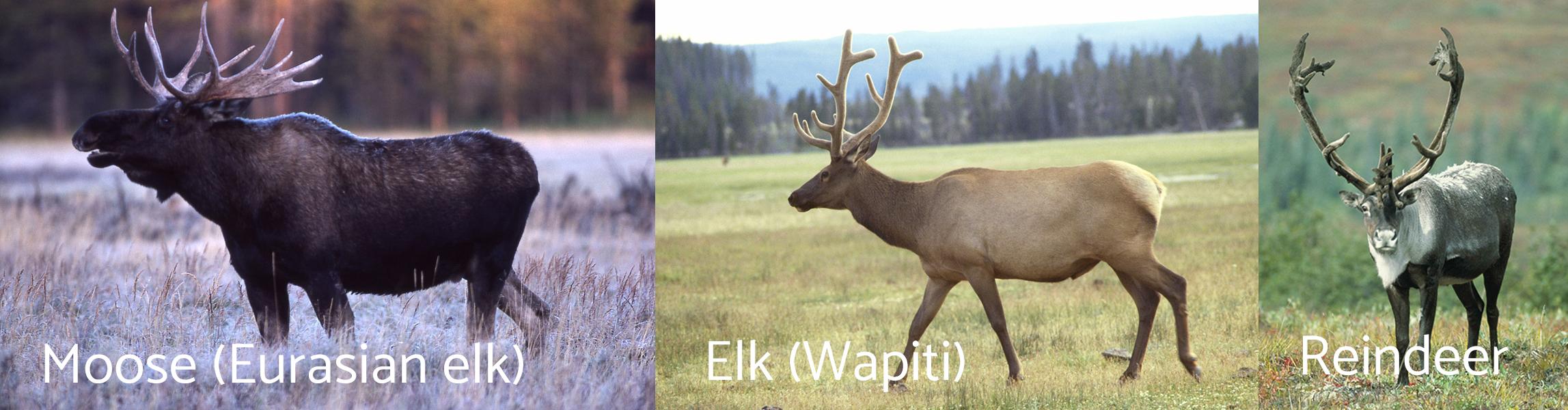 Types of Deer Around the World - Hafaspot