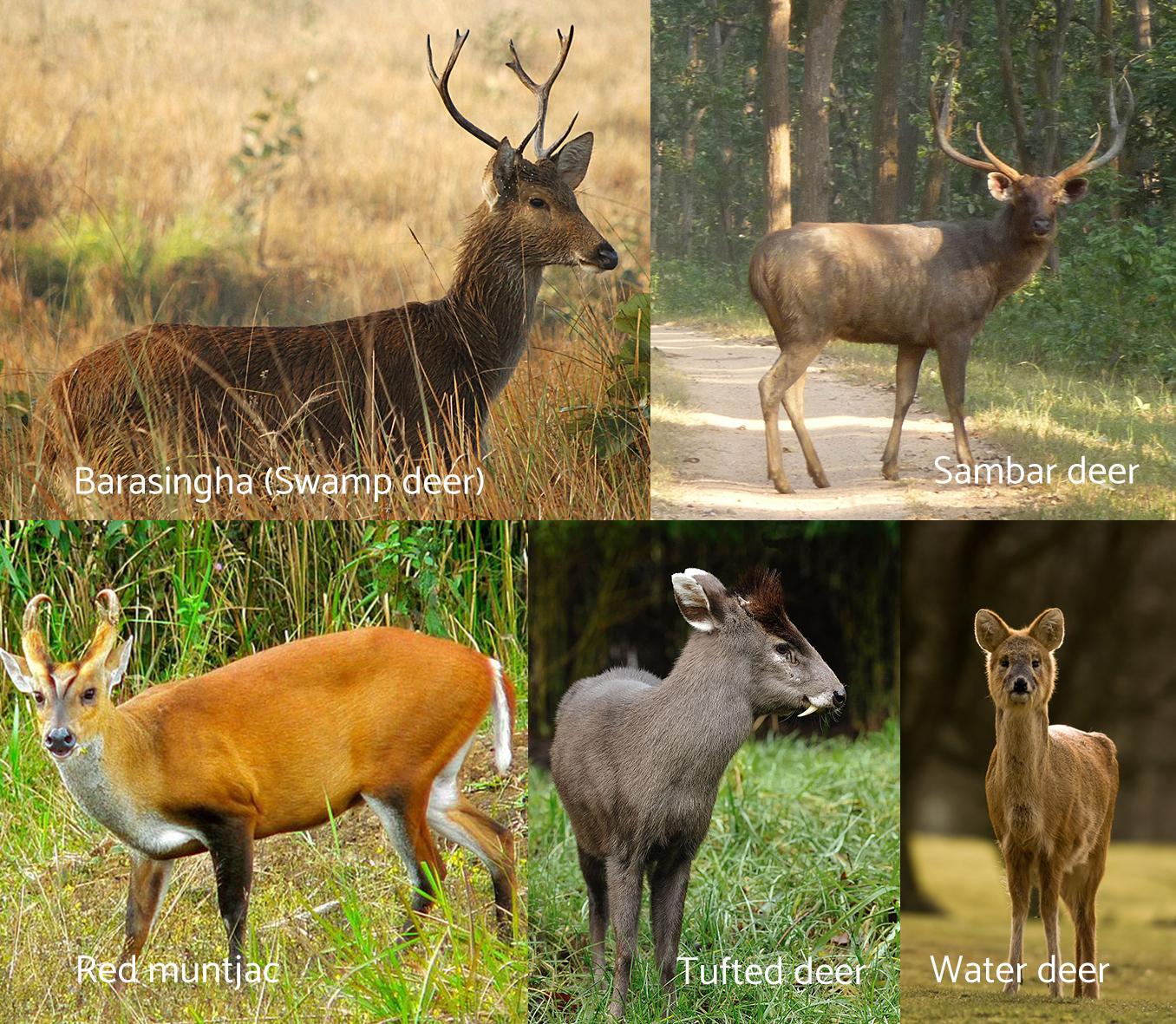 types-of-deer-around-the-world-hafaspot
