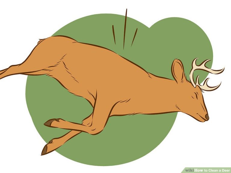 HOW TO CLEAN A DEER Hafaspot