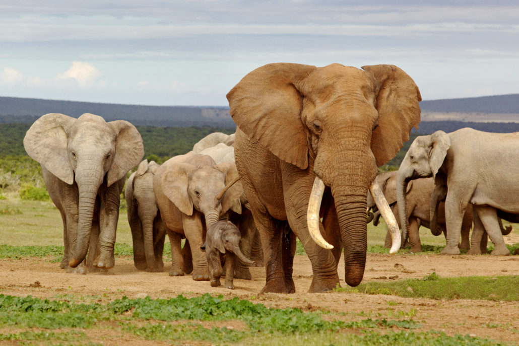 Elephant kills 'poacher' in Kruger National Park - Hafaspot