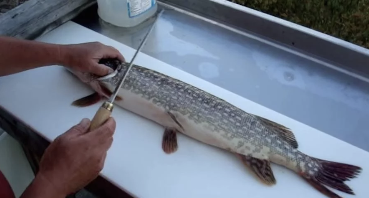 20 FRESHWATER FISH TO PUT ON YOUR CATCHANDEAT BUCKET LIST Hafaspot